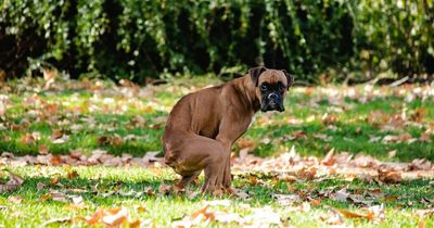 Scottish city named one of the worst in the world for dog fouling