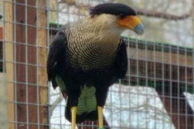 Jester the escaped bird of prey caught and returned to London Zoo