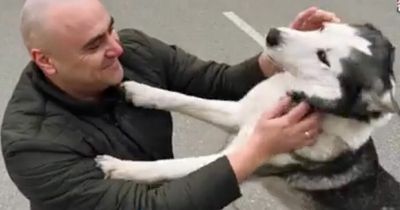 Injured husky reunited with owner after being rescued by Ukrainian soldiers