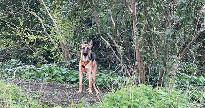 Disabled dog found tied to tree in secluded area unable to even lay down