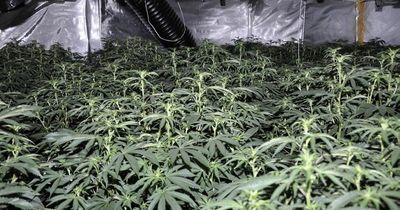 Huge fire in booby trapped cannabis farm with 270 plants
