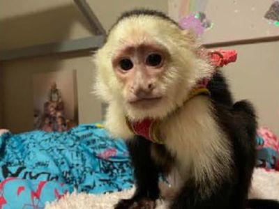 Pet monkey called Coco Chanel stolen from Minnesota parking lot