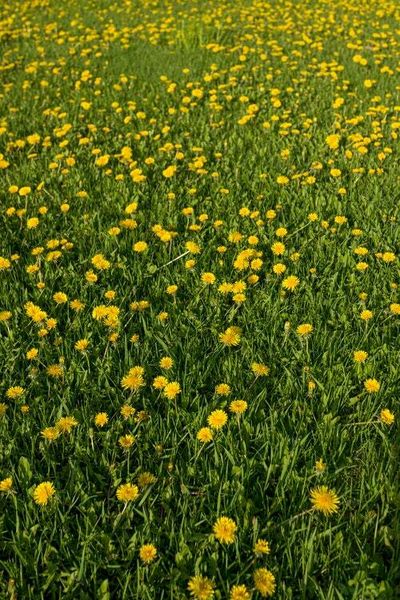 Goodyear is researching sustainable tires made from dandelions