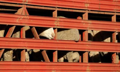 Australia relaxes summer ban on live sheep exports to Middle East