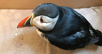 Stricken puffin 'contaminated with oil' rescued from Northumberland beach