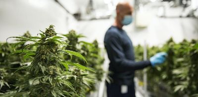 The pandemic had little impact on Canada's legal cannabis sales