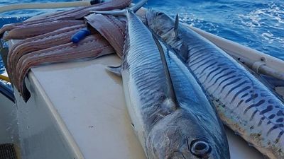 Spanish mackerel fishers fear writing is on the wall for 'mismanaged fishery'