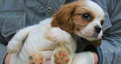 Puppy farmers dealt huge blow as Gumtree Ireland bans dog ads