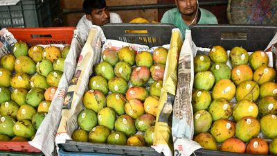 Karnataka: Mango may turn dearer this year with yield likely to hit all-time low