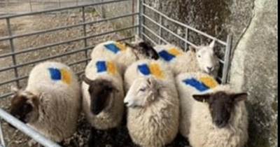 Scots farmers who sold lambs painted with Ukraine flag raise over £2k for refugees