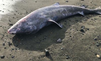 Meningitis killed Greenland shark found off coast of Cornwall, postmortem shows