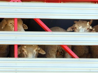 Summer sheep export resumption questioned