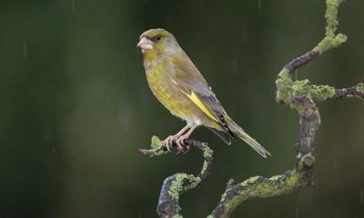 Annual bird count in UK gardens raises hopes for greenfinch