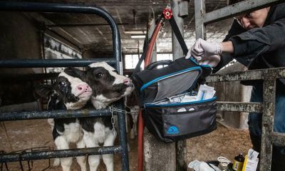 ‘I just want to leave with the calf’: the US activist befriending farmers