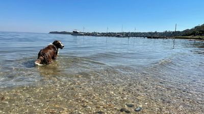 Algae bloom leads to Easter swimming ban in popular Gippsland Lakes towns