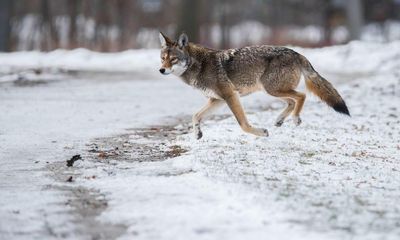 Toronto’s mystery predator really is a coy-wolf – but not as we know it