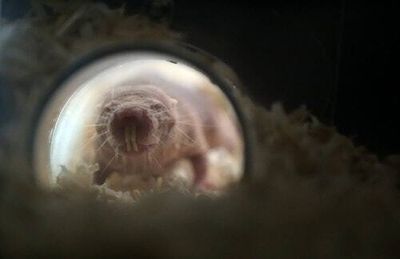For naked mole-rats, social status correlates with this organ’s size