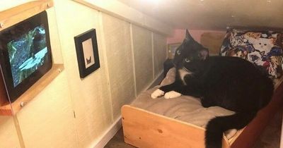 Homeowner creates adorable DIY cat bedroom under the stairs complete with TV