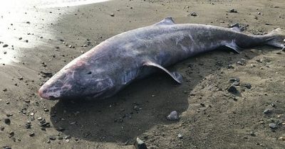 Dead shark found washed up on Cornwall beach had meningitis in world-first case