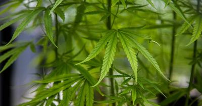 UK's first cannabis clinical trial to see thousands take drug as a painkiller