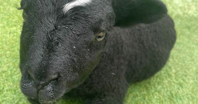 Scots Zoo gives little lamb born with deformed front legs second chance