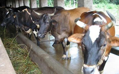 Mysterious disease claims livestock in Ukhrul