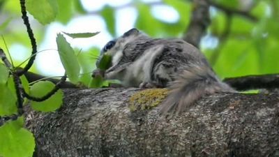 Fur Real: Rare Flying Squirrel Mom And Babies Caught On Camera