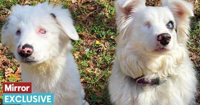 Deaf and blind dogs rescued from kennels find loving home together at last