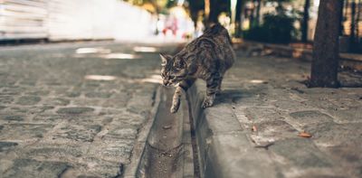 To protect wildlife from free-roaming cats, a zone defense may be more effective than trying to get every feline off the street