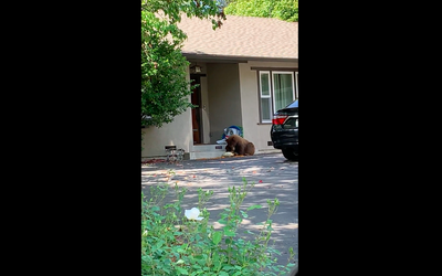 Sheriff’s department shares video of bear eating its lunch in Los Angeles suburb
