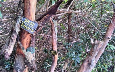 Infection squeezes life out of Marayur’s sandalwood trees