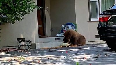Bear-ly A Snack: Huge Bear Munches Pumpkin On Family’s Doorstep