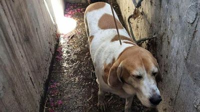 Bark Home: Pooch Rescued After Falling Down Storm Drain