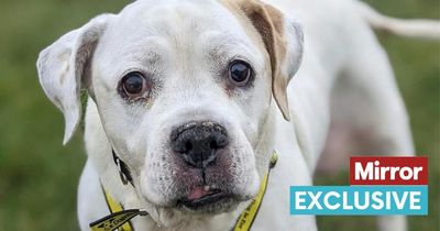 OAP dog, 12, in elderly rescue home looks for final family to love her