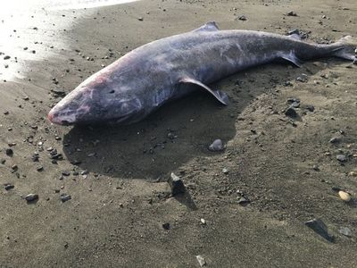 Rare Greenland shark that can live for 500 years washes up on Cornwall beach