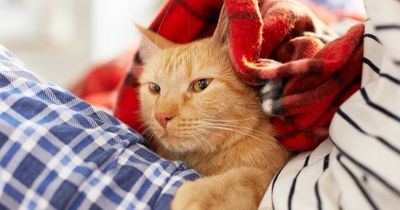 'I stole someone's cat because I thought it was a stray - but I won't return it'