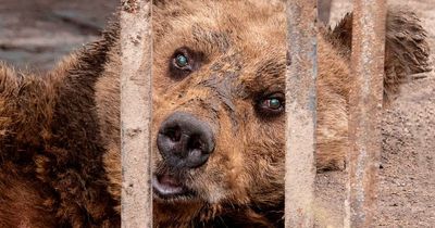 Inside 'World's saddest zoo' home to blind bear locked in cage for 30 years