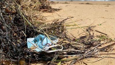 Wildlife deaths caused by hair ties, surgical masks and other ordinary household items