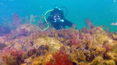 Port Phillip Bay shellfish reef project a first step in restoring Australia's underwater kingdoms