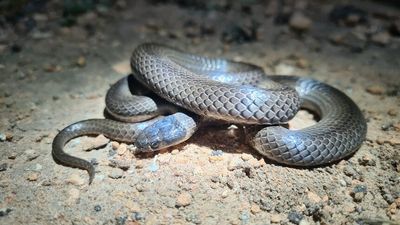 Night research helps scale up estimates of grey snake population in NSW floodplains