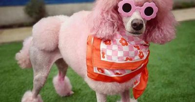 The 'famous' Leeds Barbie pink poodle who has her own Instagram and Audi car