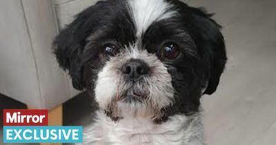 Calls for deadly dog ban after same breed which killed baby ravages man's hound