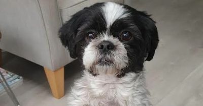 Calls for deadly dog ban after breed that killed baby chews up man's hound