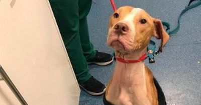 Appeal after 'severely emaciated' dog found cruelly abandoned and tied to a tree