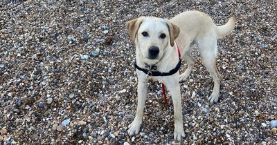 Labrador rushed to vet for life-saving treatment after eating rat poison