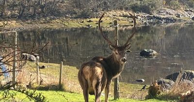 'Local celebrity' Scots deer found dead 'with head chopped off' as heartbroken locals hit out at gunman