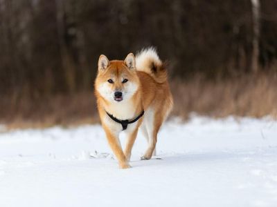Shiba Inu 'Early Access' Land Bid Event Goes Live This Weekend