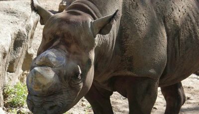 25-year-old rhinoceros Ricko dies of acute illness at Lincoln Park Zoo