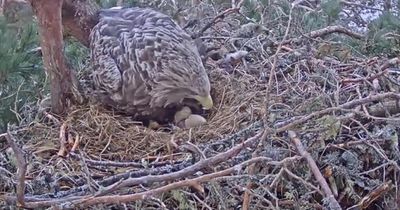 First-ever footage of wild white-tailed eagle hatching chick in UK is recorded at Scots nature reserve