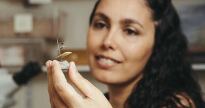 Charismatic treehopper found in the ACT by fresh eyes